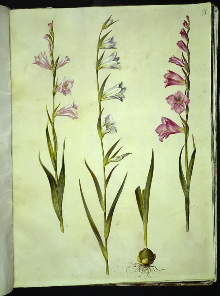 Gladiolus communis (almindelig gladiolus) af Hans Simon Holtzbecker
