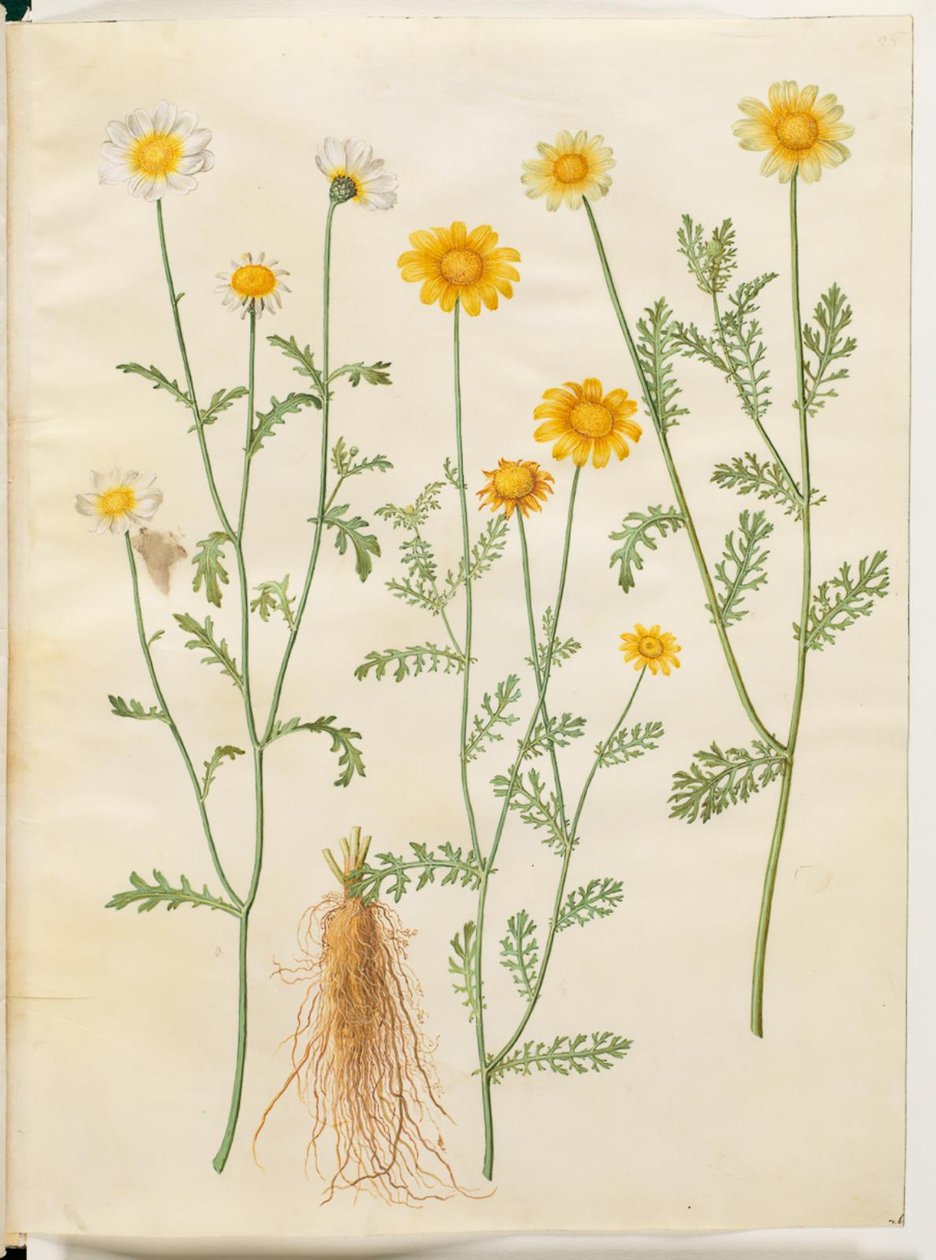Glebionis coronaria (kronokseøje) af Hans Simon Holtzbecker