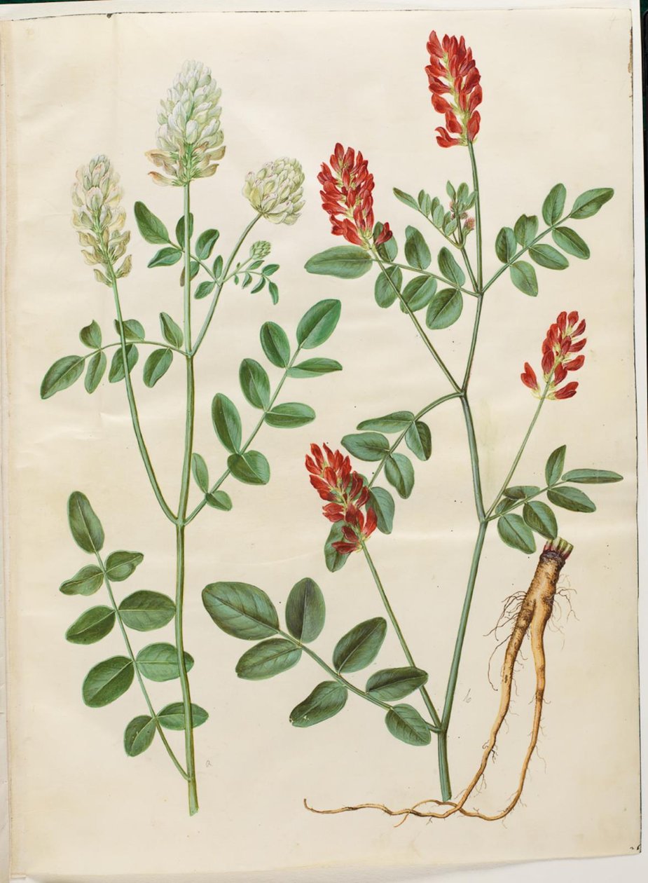 Hedysarum coronarium (rød hanekløver) af Hans Simon Holtzbecker