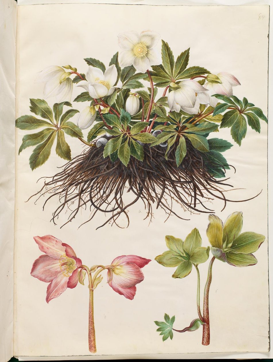 Helleborus niger (almindelig julerose) af Hans Simon Holtzbecker
