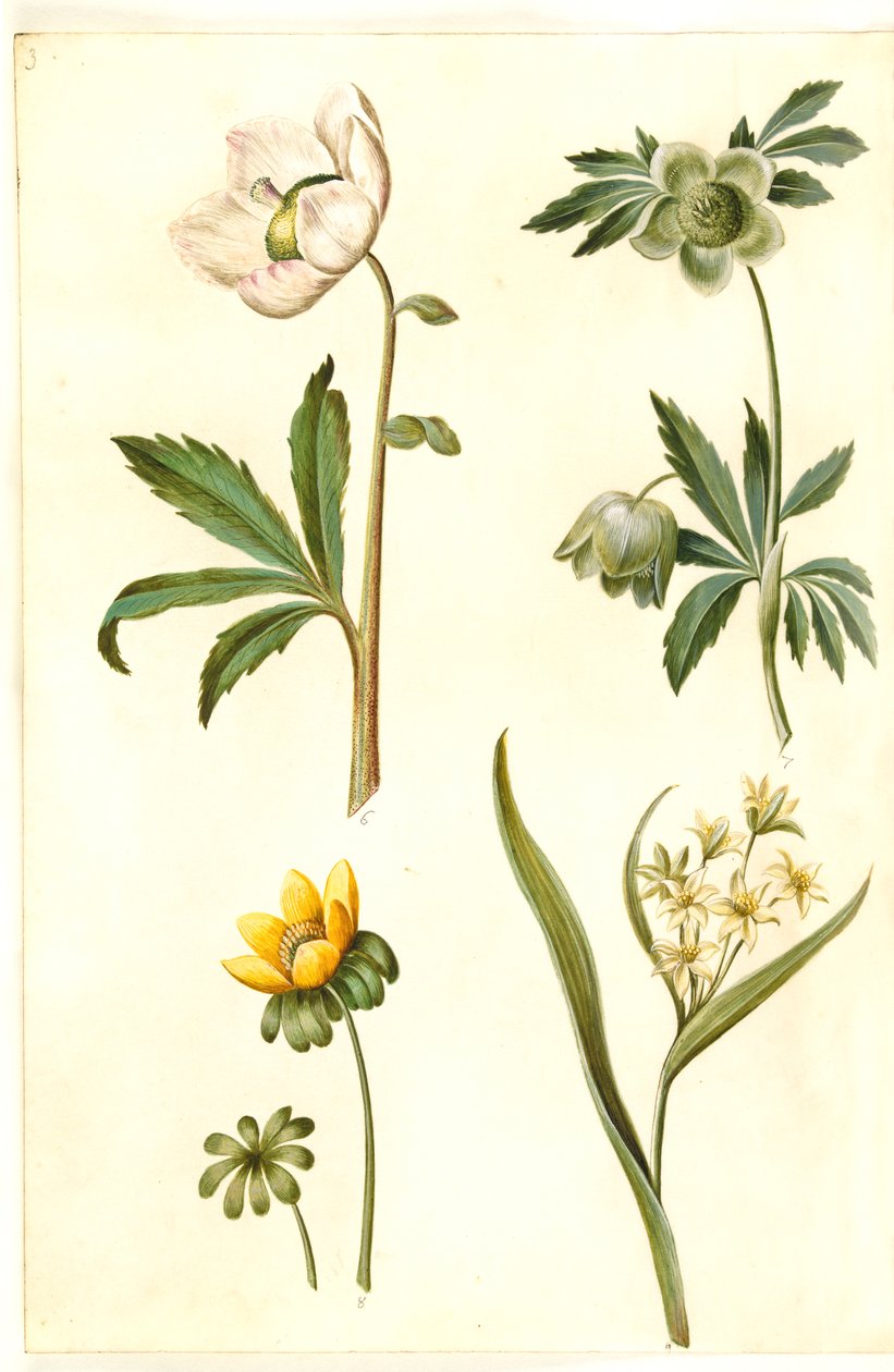 Helleborus niger (almindelig julerose); Eranthis hyemalis (have-erantis); Gagea lutea (almindelig guldstjerne) af Hans Simon Holtzbecker