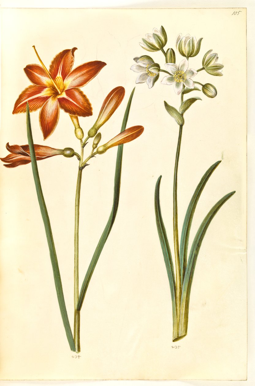 Hemerocallis fulva (brun daglije); Ornithogalum arabicum (mælkestjerne) af Hans Simon Holtzbecker