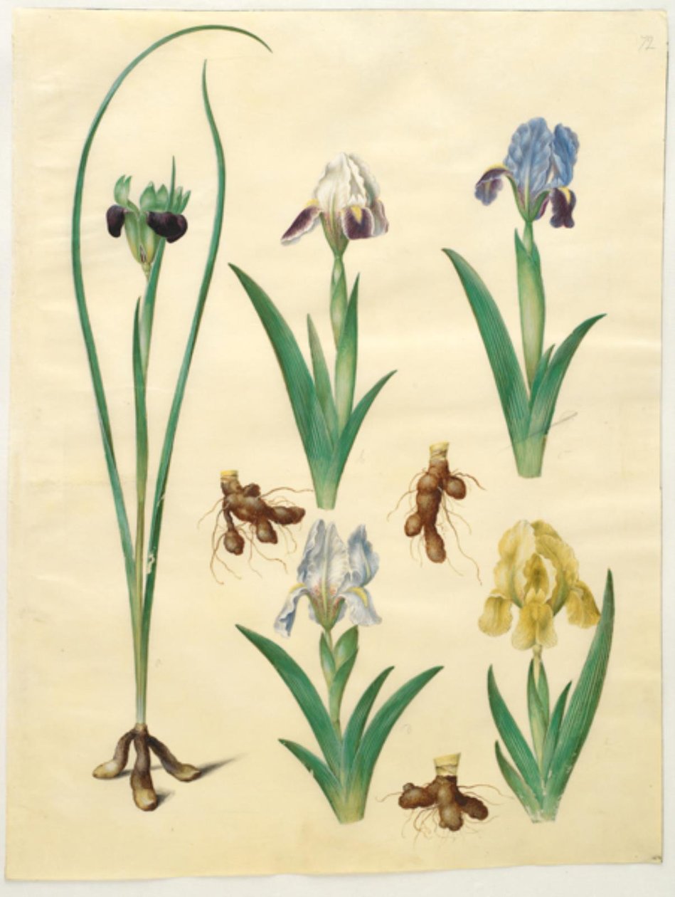 Hermodactylus tuberosus (hermesfinger); Iris pumila (lav iris) eller Iris lutescens (dværg-iris) af Hans Simon Holtzbecker