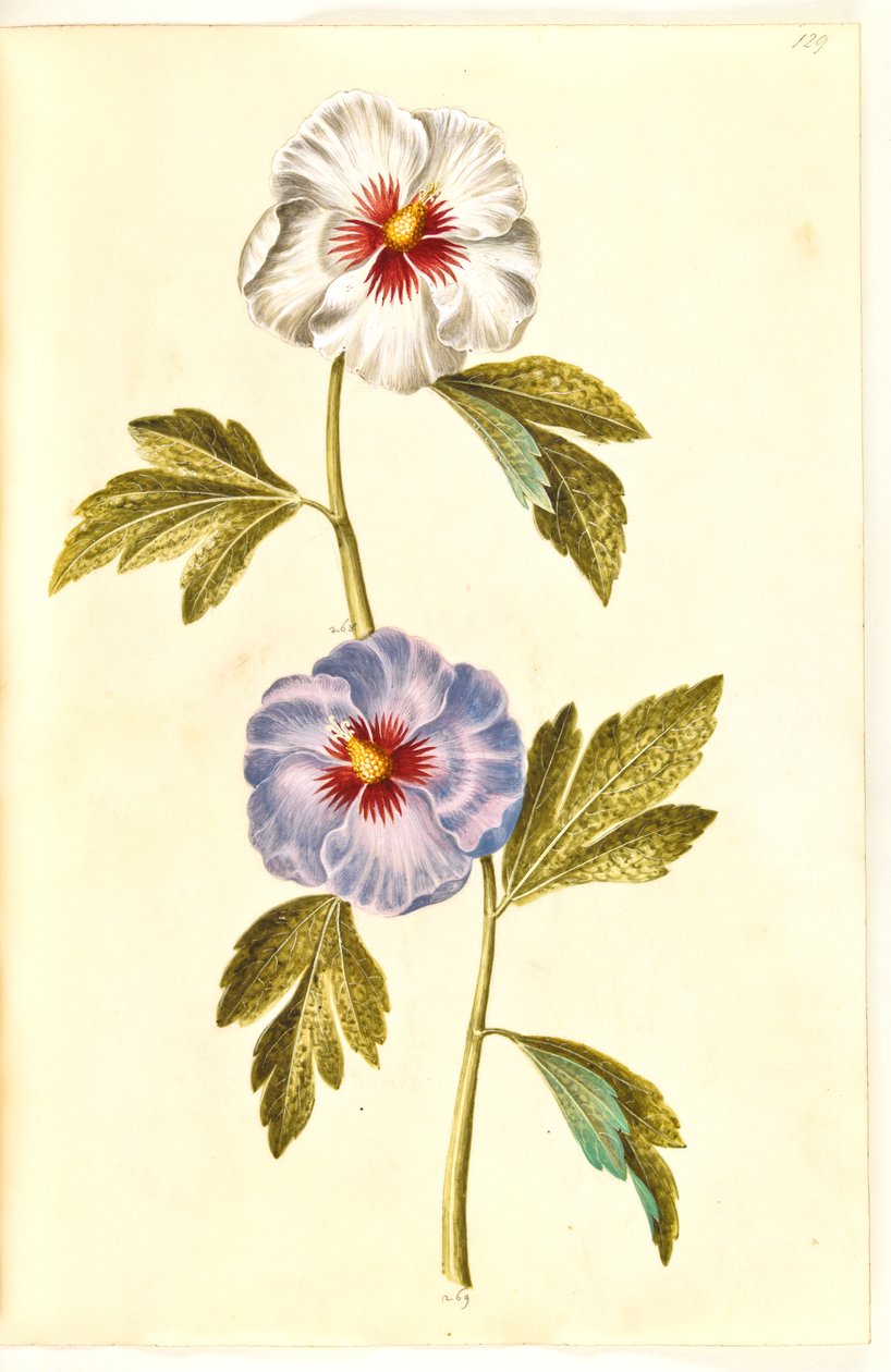 Hibiscus syriacus (syrisk rose) af Hans Simon Holtzbecker