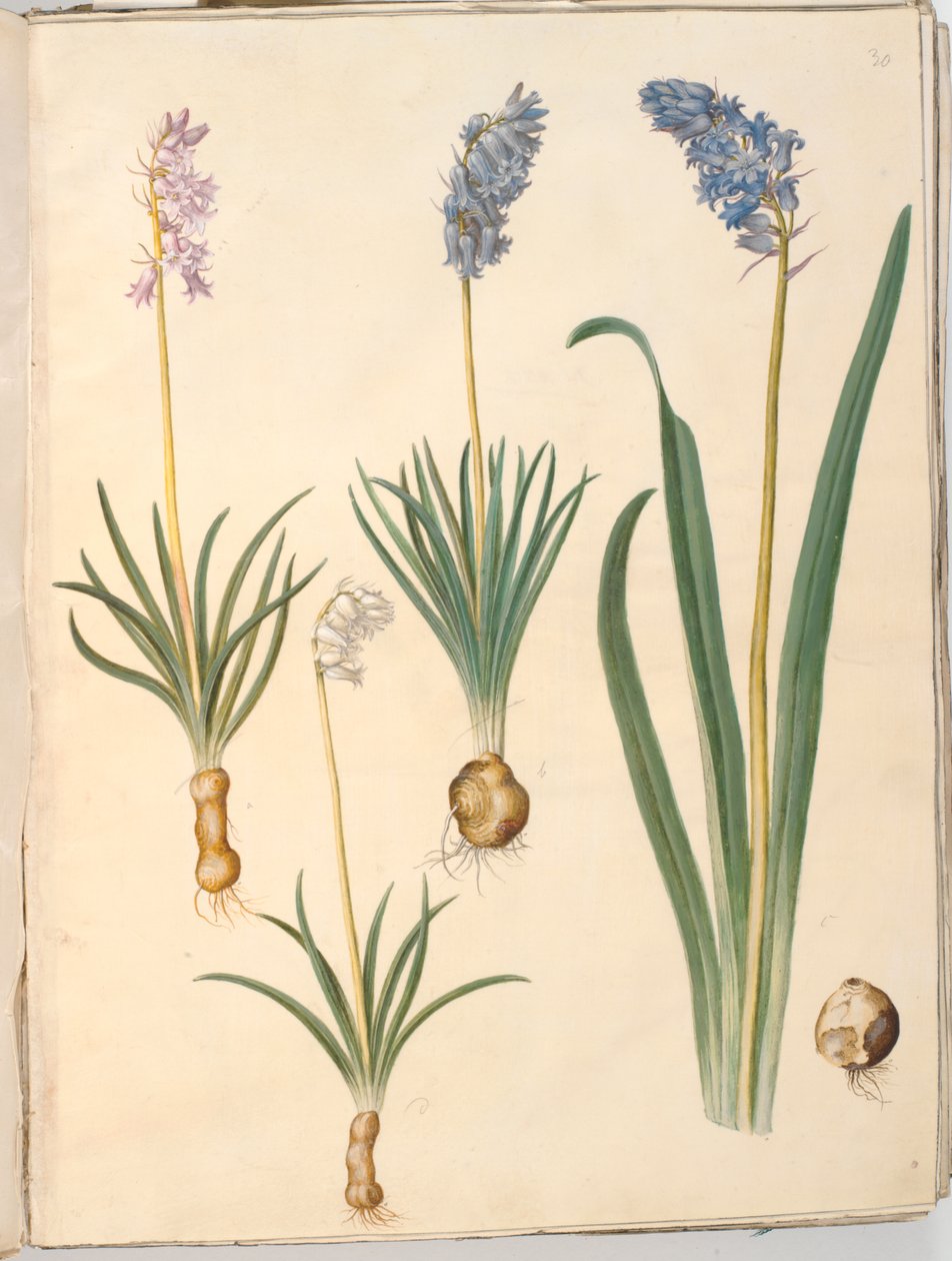 Hyacinthoides non-scripta (almindelig klokkeskilla); Hyacinthoides hispanica (spansk klokkeskilla) af Hans Simon Holtzbecker