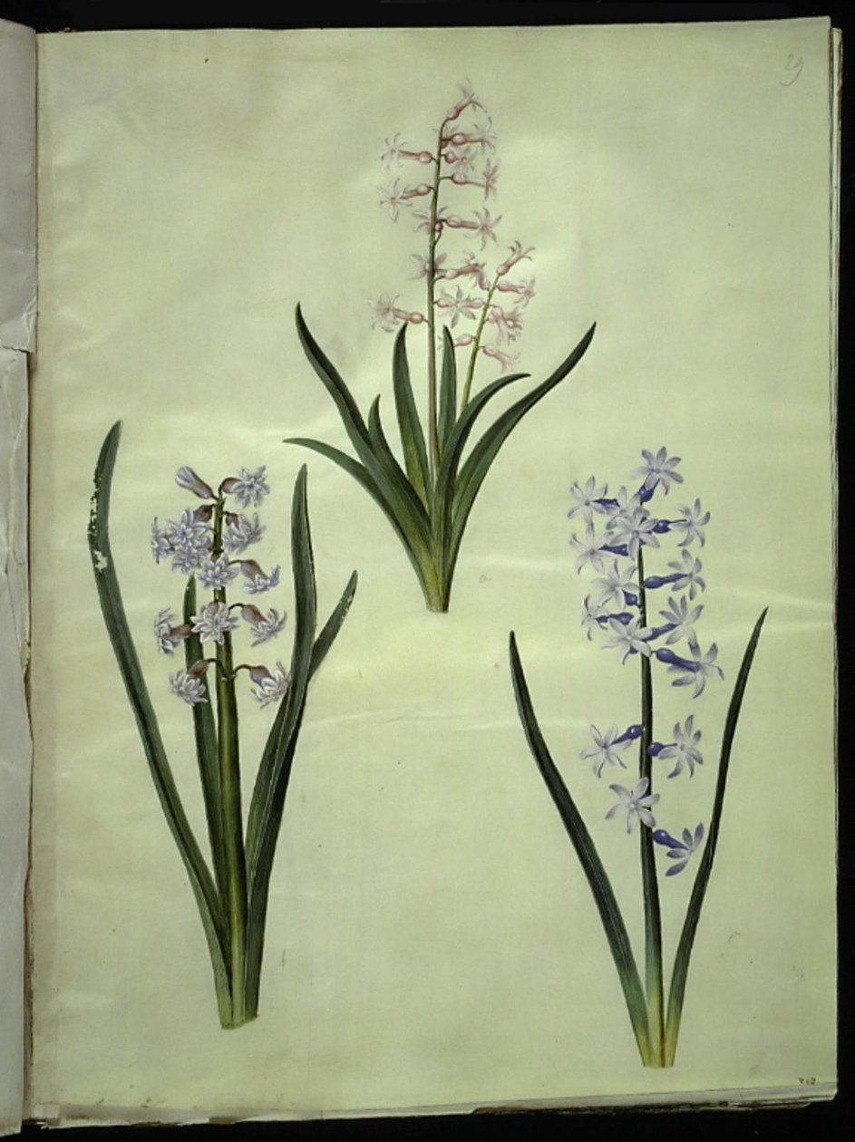 Orientalsk hyacint (Almindelig hyacint) af Hans Simon Holtzbecker