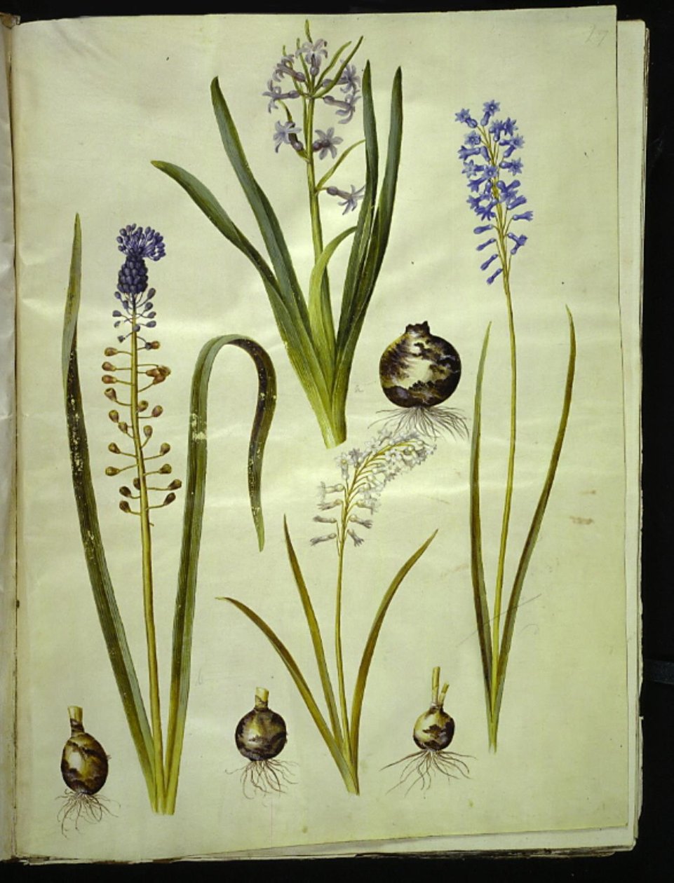 Orientalsk hyacint (almindelig hyacint); Muscari comosum (duskhyacint); Brimeura amethystina (pyrenisk blå) af Hans Simon Holtzbecker