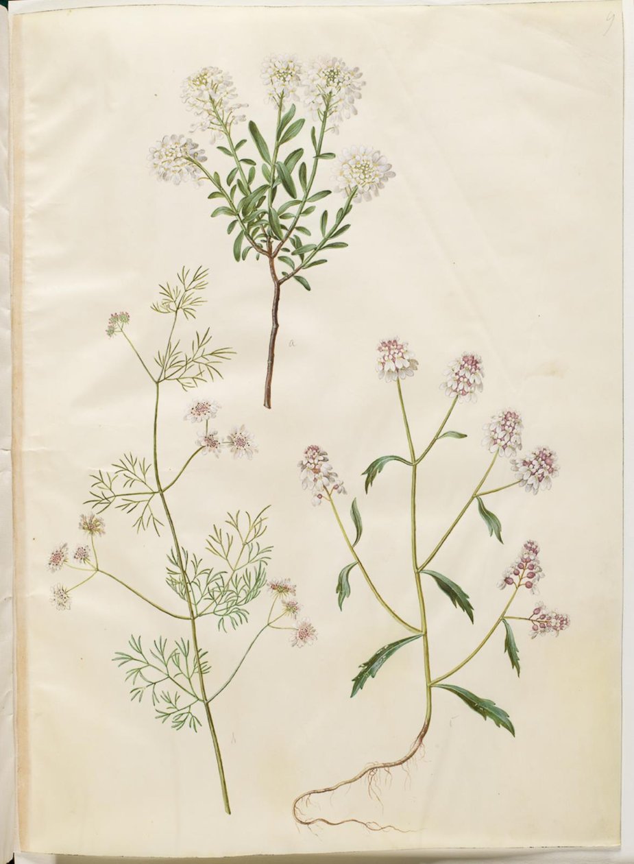 Iberis sempervirens (snepude); Coriandrum sativum (almindelig koriander); Iberis amara (bitter sløjfeblomst) af Hans Simon Holtzbecker