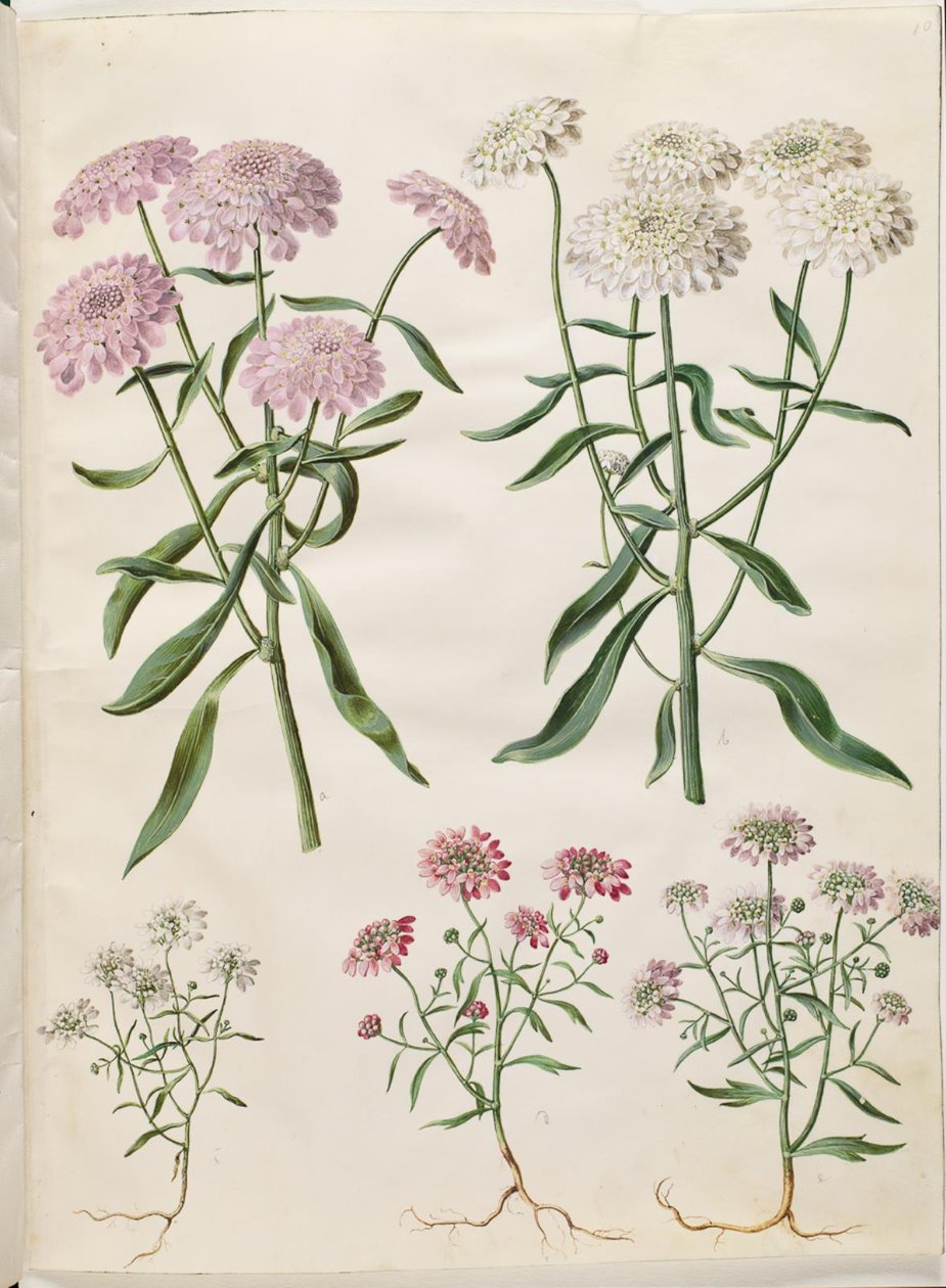 Iberis umbellata (skærm-sløjfeblomst); Iberis amara (bitter sløjfeblomst) af Hans Simon Holtzbecker