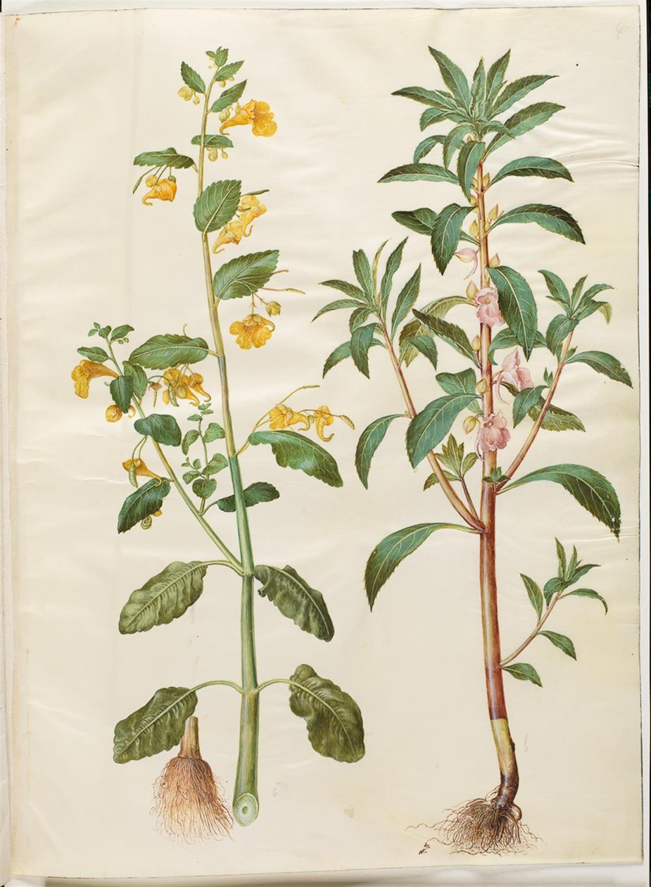 Impatiens noli-tangere (forårsbalsam); Impatiens balsamina (har-balsam) af Hans Simon Holtzbecker