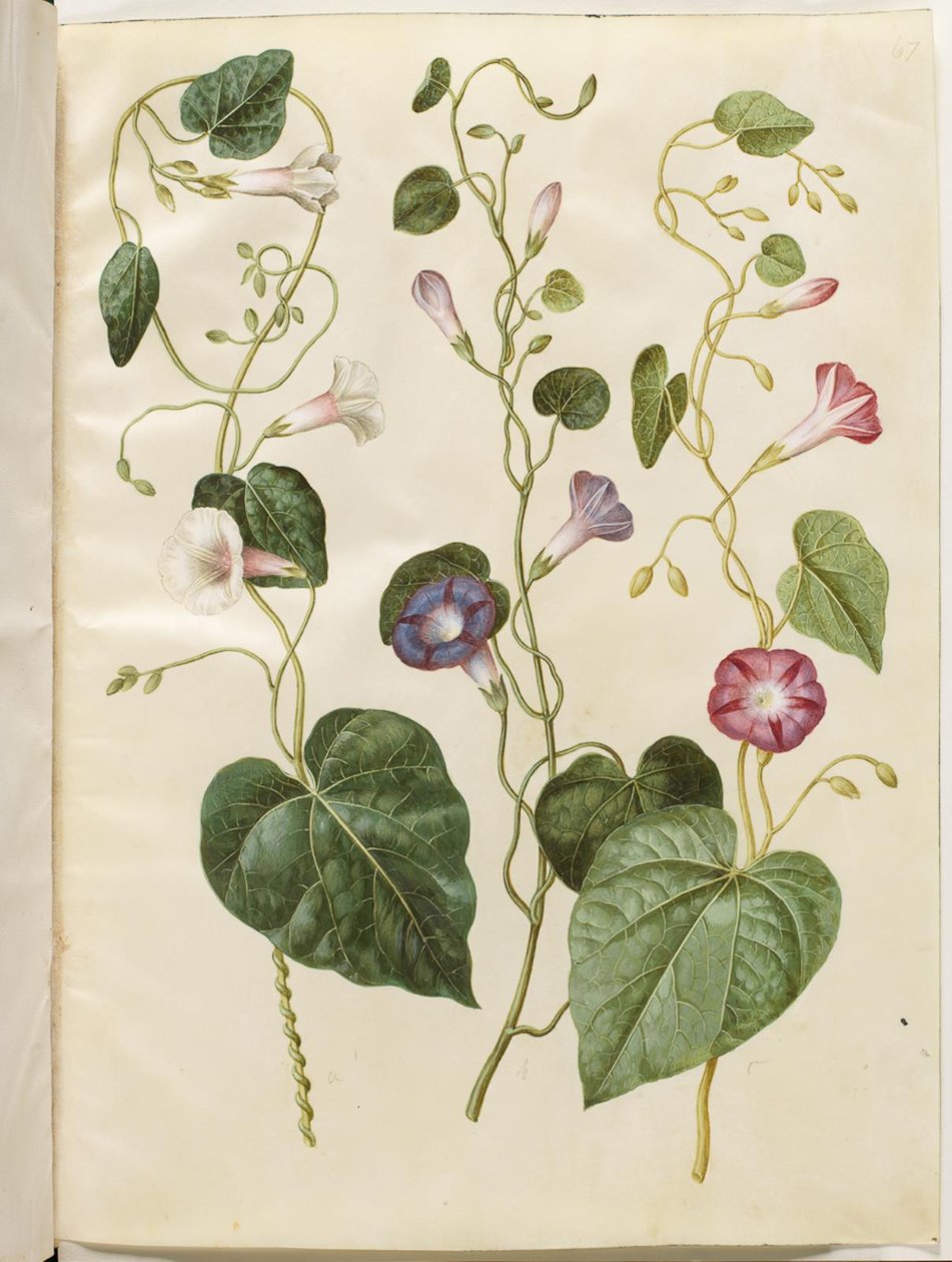 Ipomoea purpurea (purpur-pragtsnerle) af Hans Simon Holtzbecker