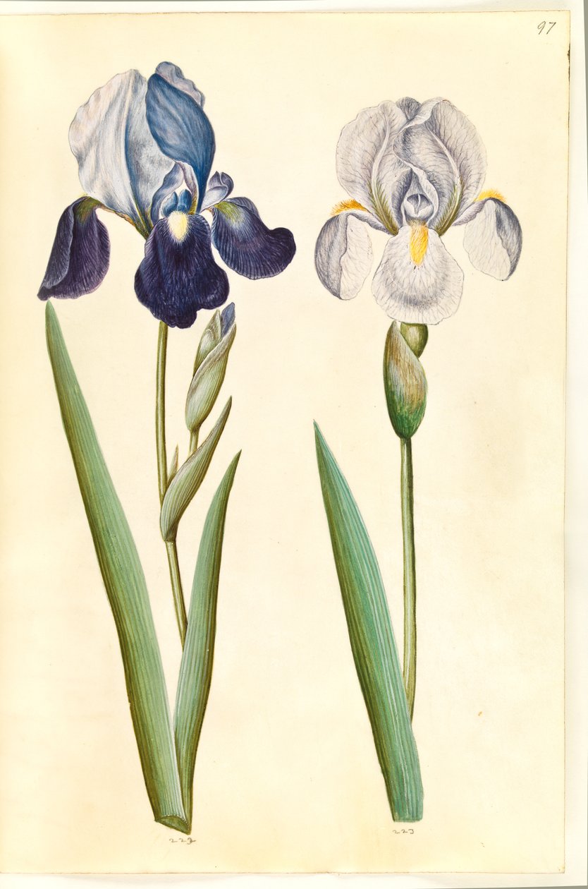 Iris ×germanica eller Iris ×sambucina (?) (have-iris eller hylde-iris); Iris ×germanica (have-iris) af Hans Simon Holtzbecker