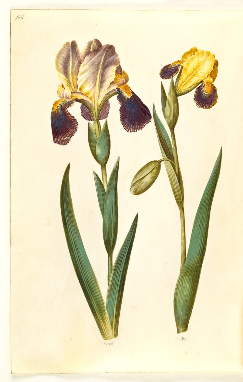 Iris ×germanica eller Iris ×sambucina (have-iris eller hylde-iris); Iris variegata (broget iris) af Hans Simon Holtzbecker