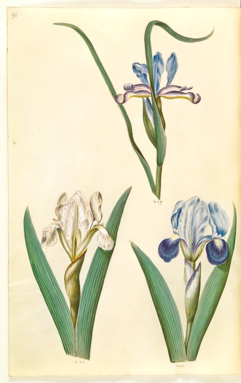 Iris graminea (græsbladet iris); Iris lutescens eller Iris pumila (?) (dværg-iris eller lav iris) af Hans Simon Holtzbecker