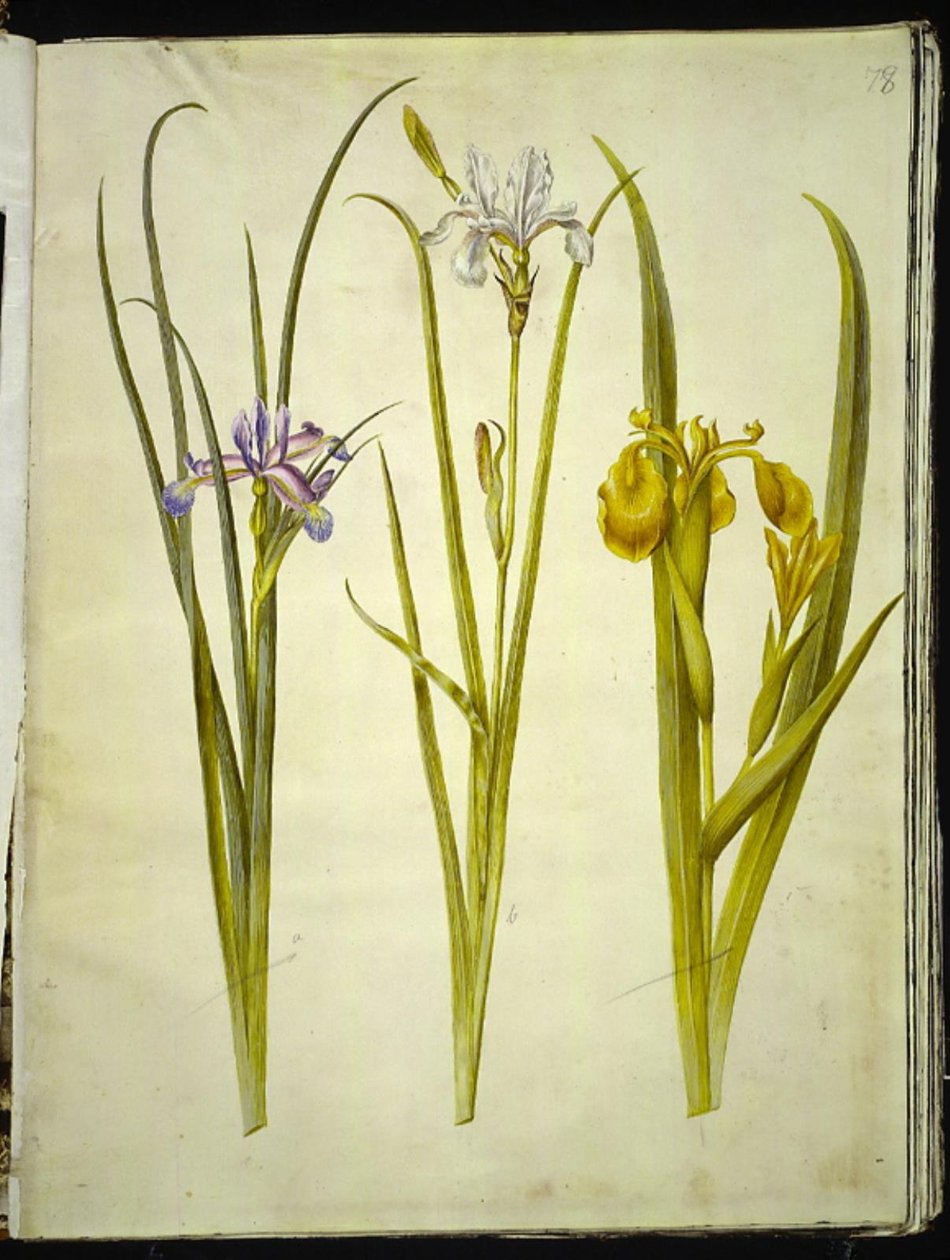 Irisgræs (græsbladet iris); Sibirisk iris (sibirisk iris); Iris pseudacorus af Hans Simon Holtzbecker