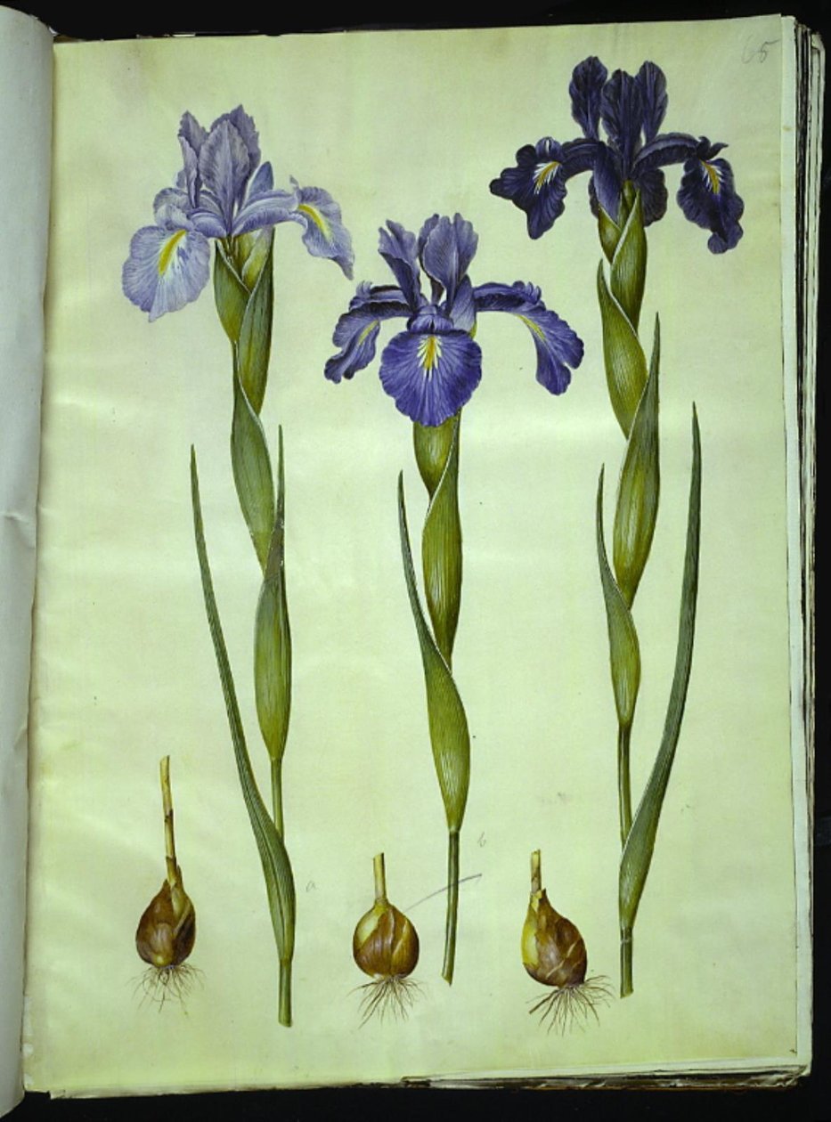 Iris latifolia (engelsk iris) af Hans Simon Holtzbecker