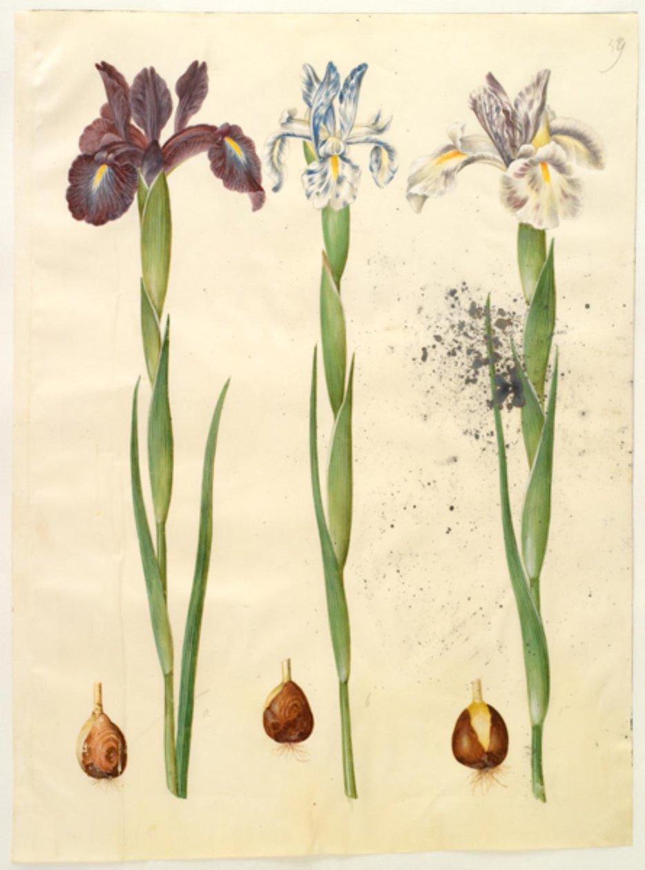 Iris latifolia (engelsk iris) af Hans Simon Holtzbecker