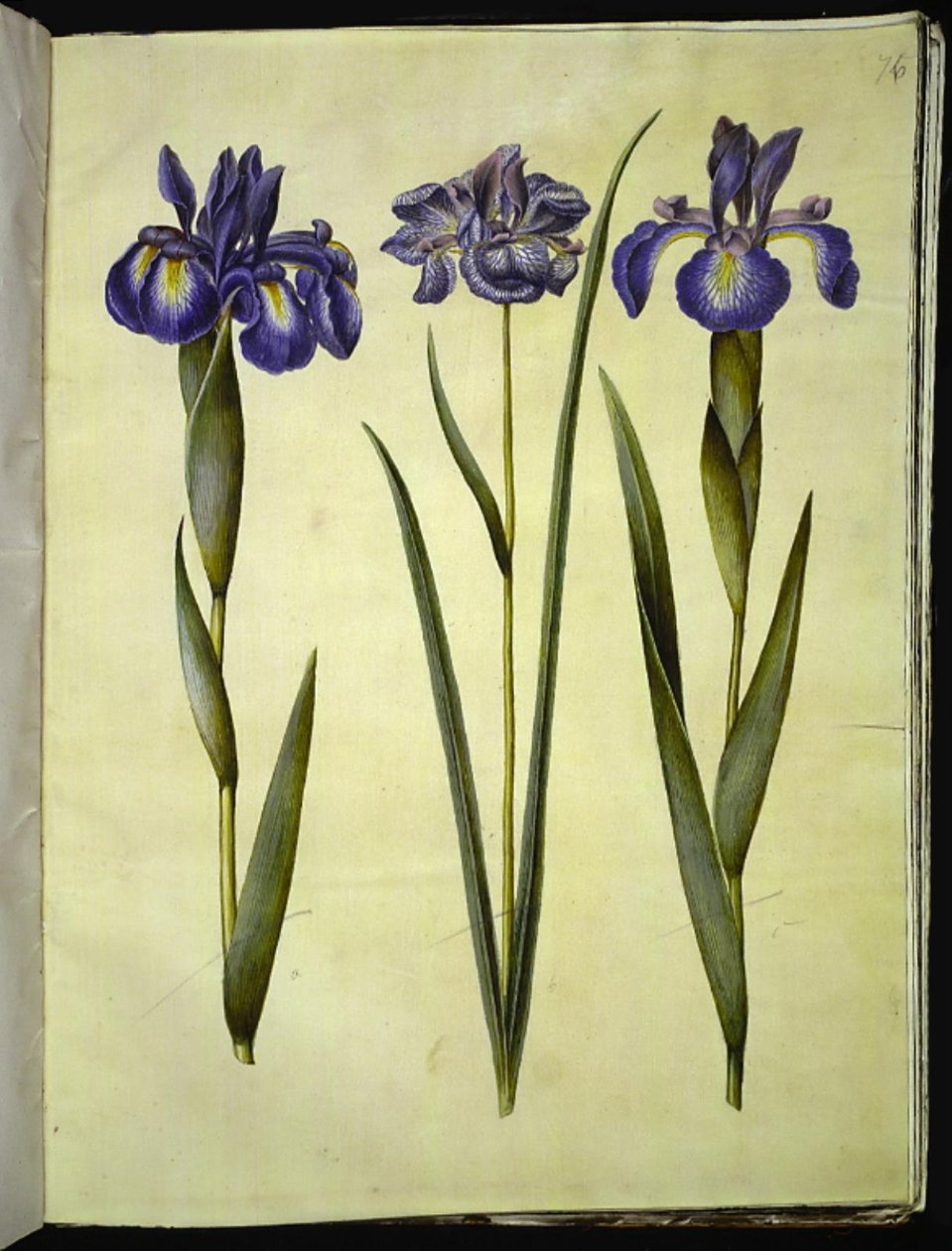Iris latifolia (engelsk iris); Iris sibirica (sibirisk iris) af Hans Simon Holtzbecker