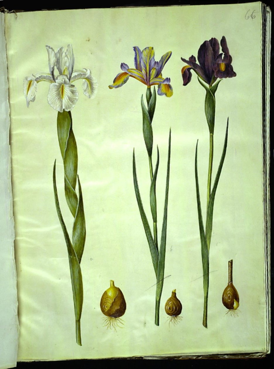 Iris latifolia (engelsk iris); Iris xiphium (spansk iris) af Hans Simon Holtzbecker