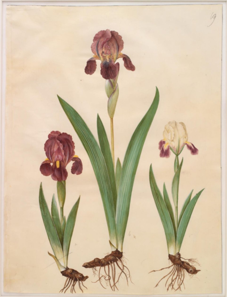 Iris ×lurida (iris-hybrid) af Hans Simon Holtzbecker