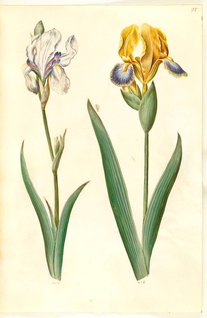 Bleg iris (bleg iris); broget iris (broget iris) af Hans Simon Holtzbecker