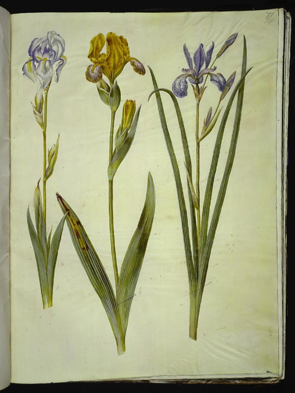 Bleg iris (bleg iris); Broget iris (broget iris); Sibirisk iris af Hans Simon Holtzbecker