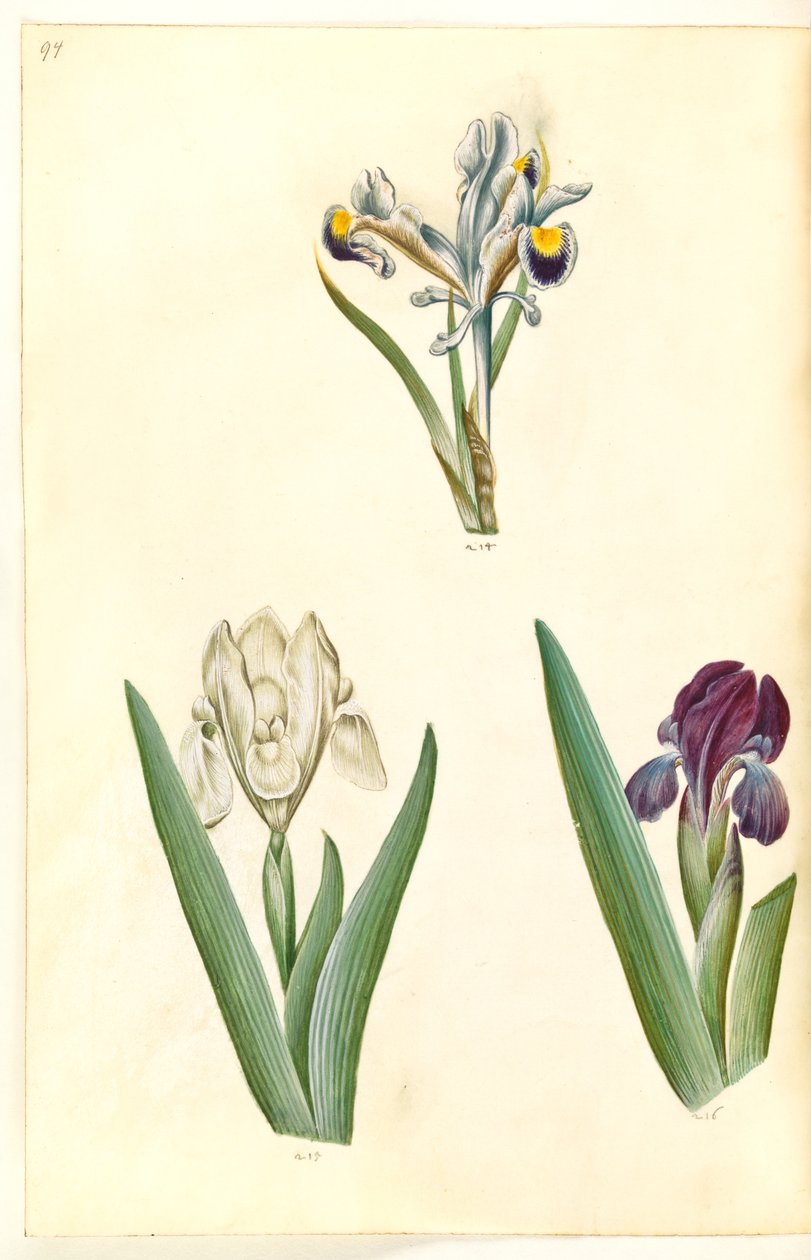 Iris persica (persisk iris); Iris lutescens eller Iris pumila (?) (dværg-iris eller lav iris) af Hans Simon Holtzbecker