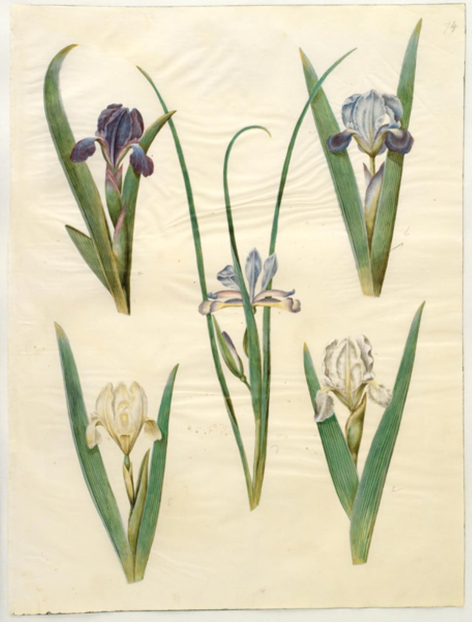 Iris pumila (lav iris) eller Iris lutescens (dværg-iris); Iris graminea (græsbladet iris) af Hans Simon Holtzbecker