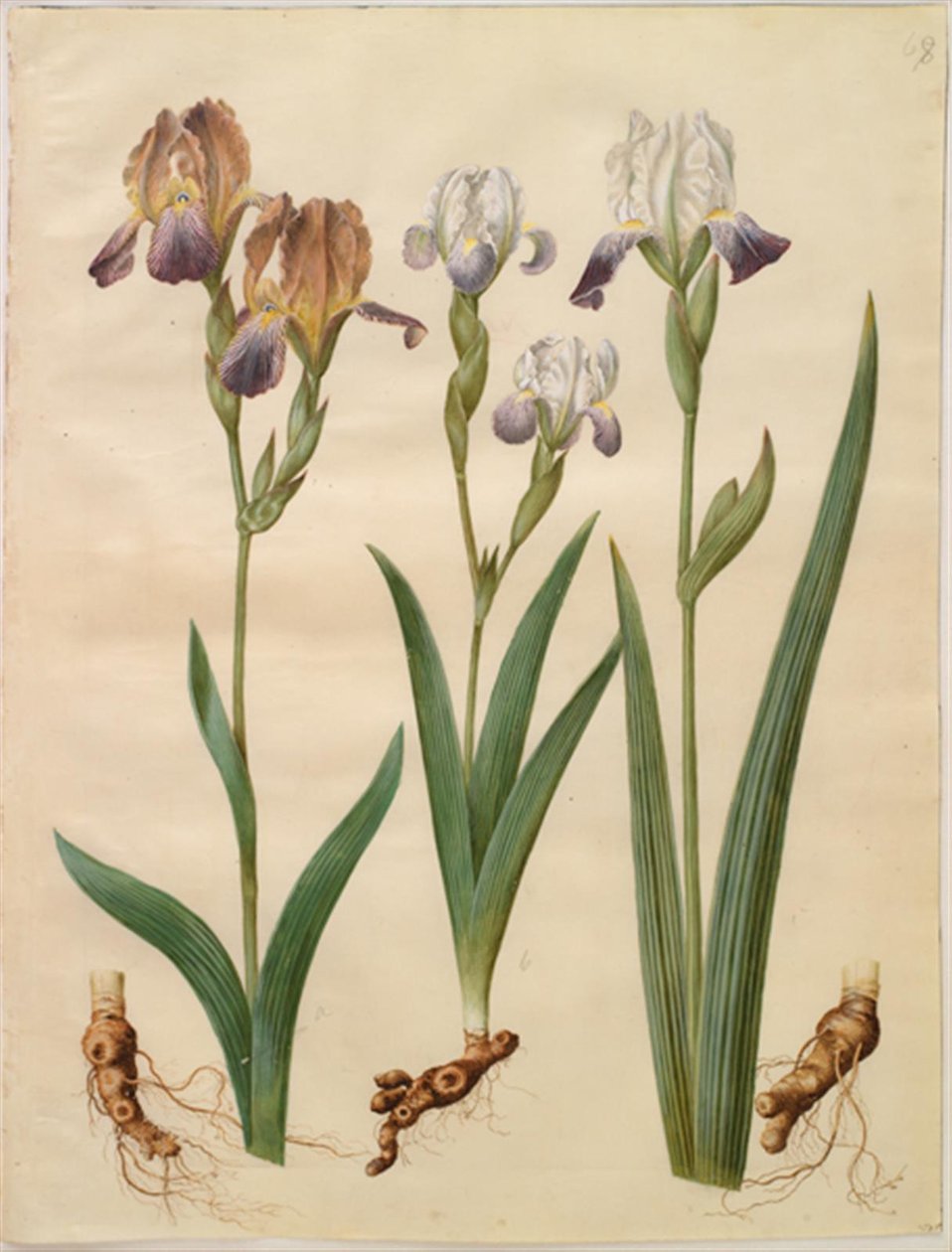 Iris ×sambucina (hylde-iris); Iris ×amoena (iris-hybrid) af Hans Simon Holtzbecker