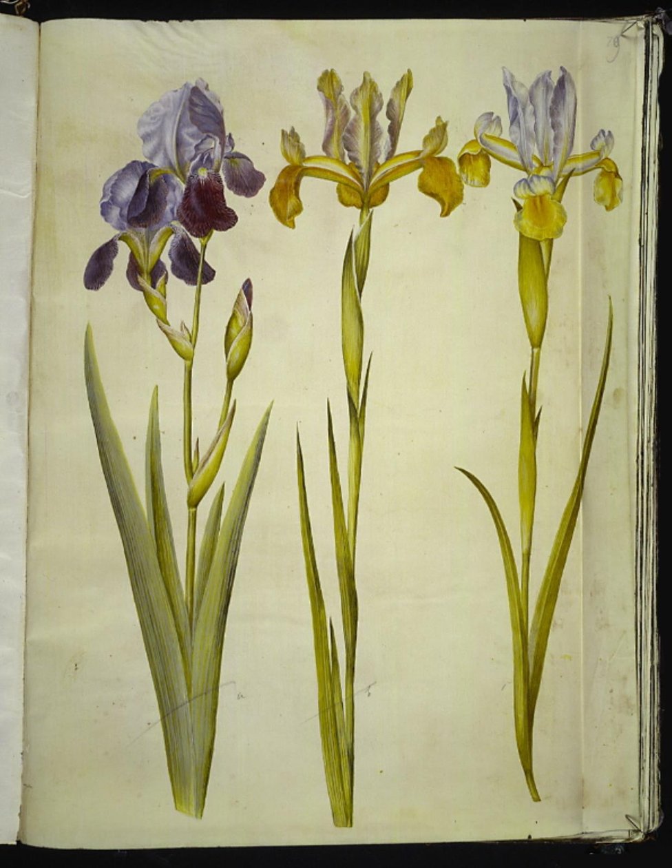 Iris ×sambucina (hylde-iris); Iris latifolia (engelsk iris) af Hans Simon Holtzbecker