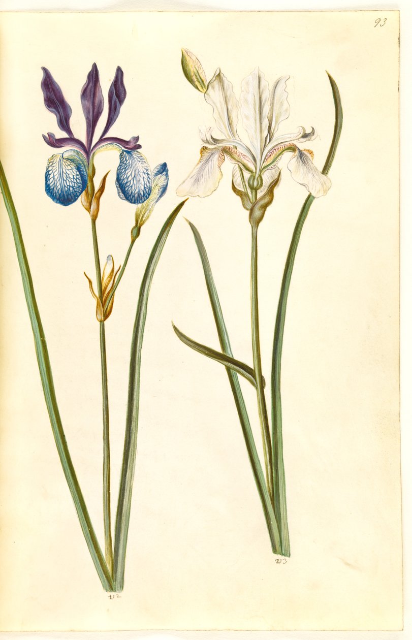 Iris sibirica (sibirisk iris) af Hans Simon Holtzbecker