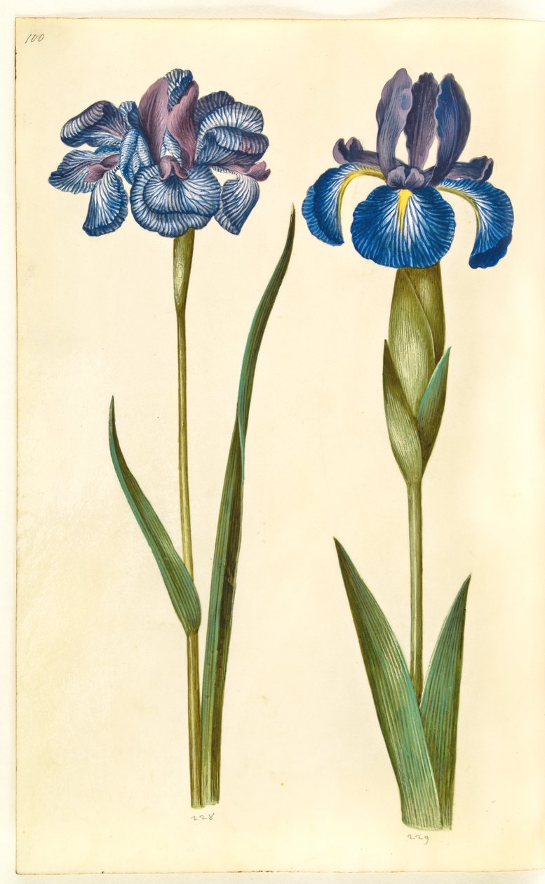 Iris sibirica (sibirisk iris); Iris latifolia (engelsk iris) af Hans Simon Holtzbecker