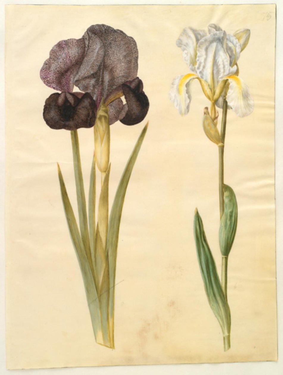Iris susiana (sørge-iris); Iris ×florentina (violrod) af Hans Simon Holtzbecker