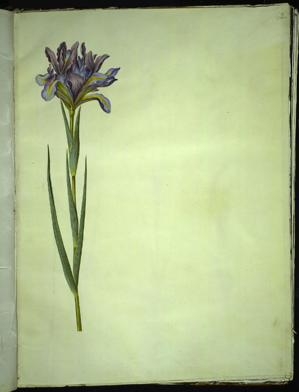 Iris xiphium (spansk iris) af Hans Simon Holtzbecker