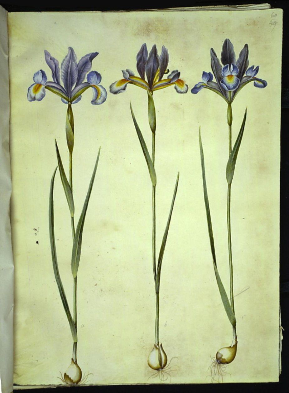 Iris xiphium (spansk iris) af Hans Simon Holtzbecker
