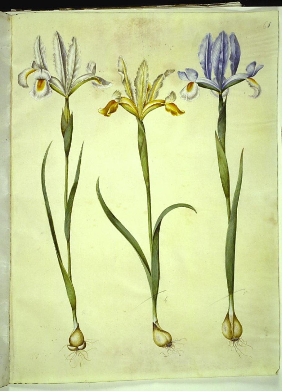 Iris xiphium (spansk iris) eller Iris latifolia (engelsk iris); Iris xiphium (spansk iris) af Hans Simon Holtzbecker
