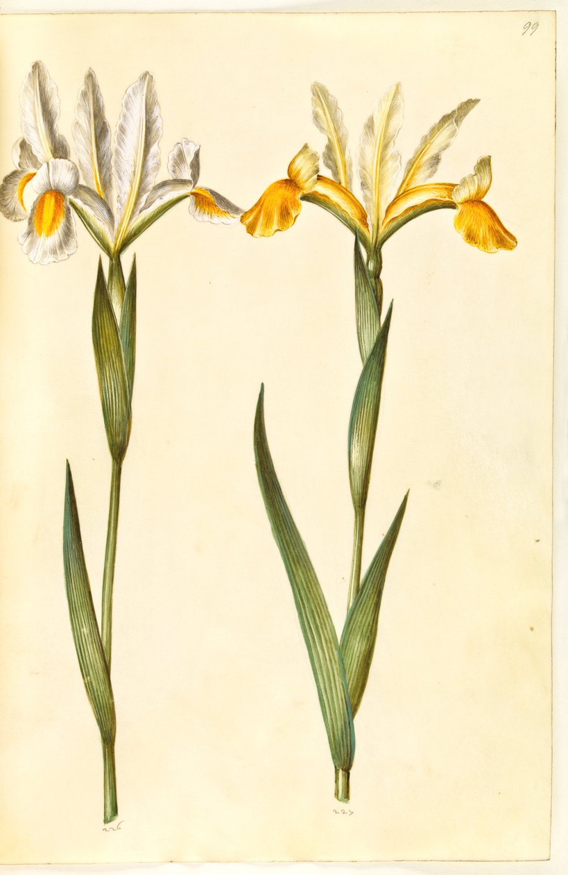 Iris xiphium, evt. Iris latifolia (?) (spansk iris eller engelsk iris) af Hans Simon Holtzbecker