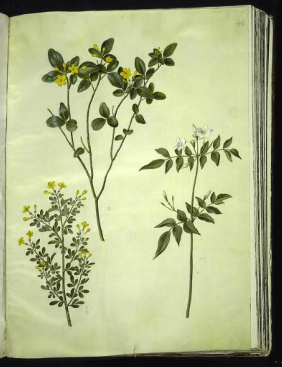 Jasminum odoratissimus (stue-jasmin); Jasminbusk (busk-jasmin); Jasminum grandiflorum (duft-jasmin) af Hans Simon Holtzbecker