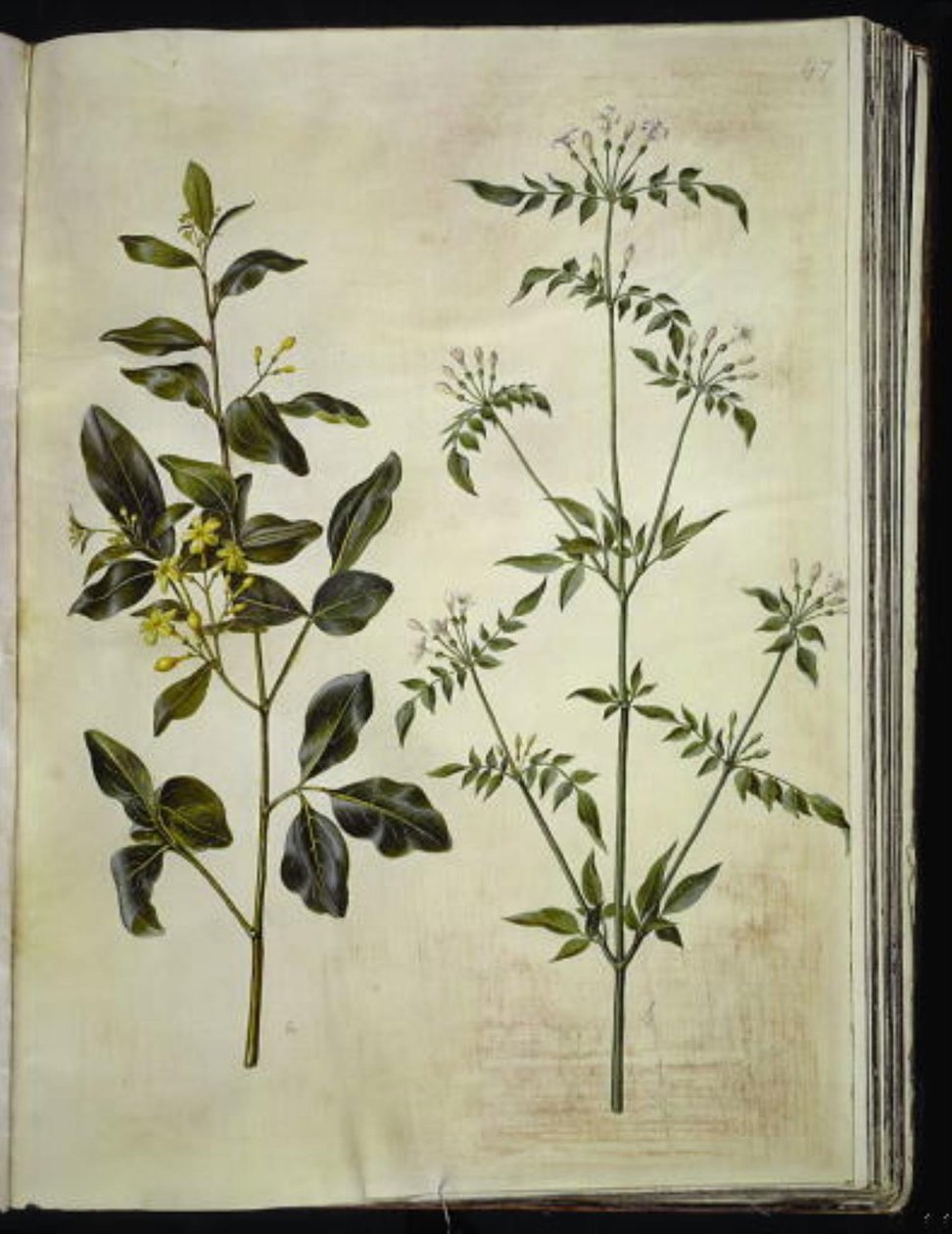 Jasminum odoratissimus (stue-jasmin); Jasminum officinale (lège-jasmin) af Hans Simon Holtzbecker