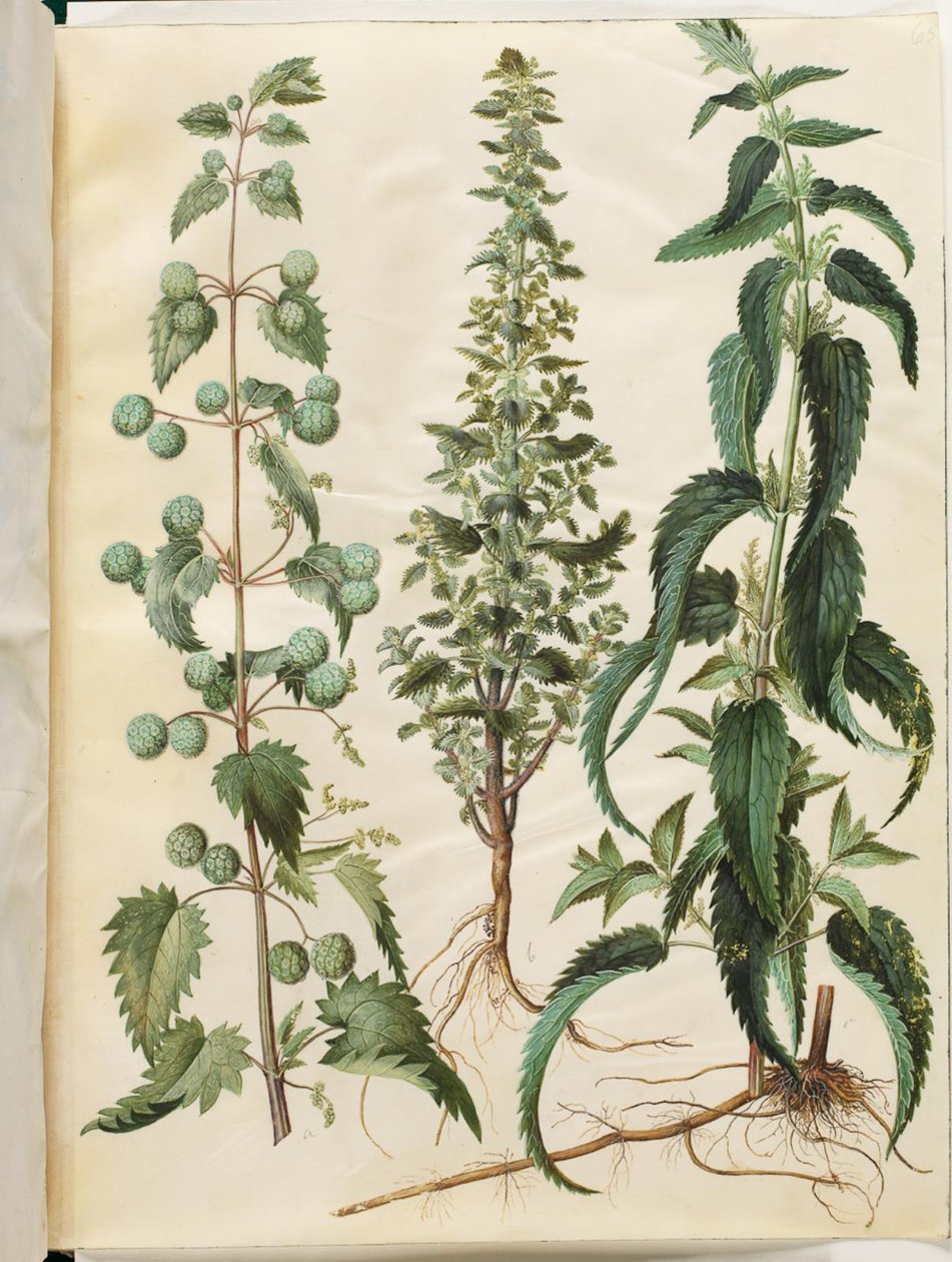 Kksgb2950/65 Brændenælde (romersk neelde); Brændende brændenælde (liden nelde); Brændenælde af Hans Simon Holtzbecker