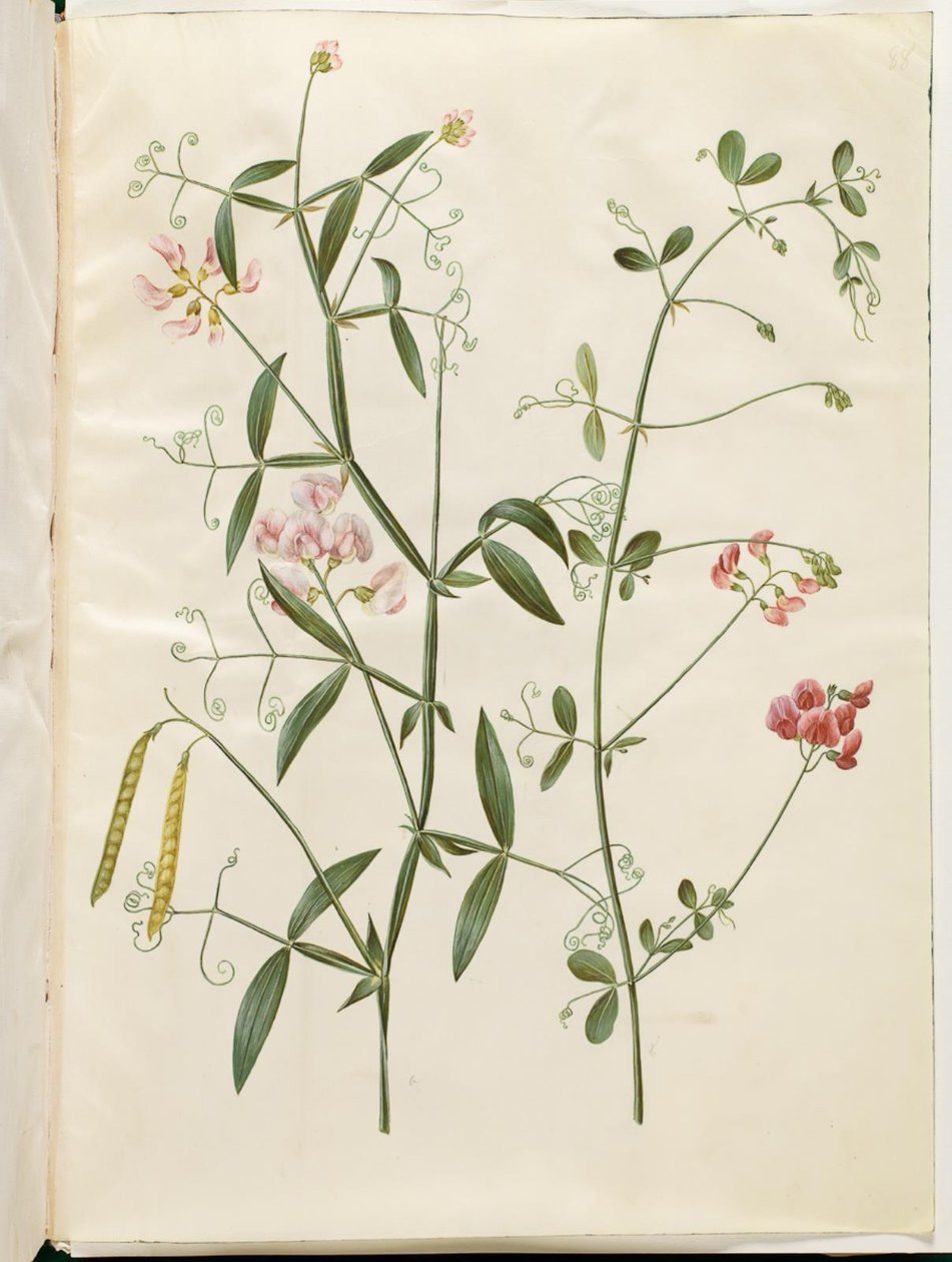 Lathyrus sylvestris (skov-fladbælg); Lathyrus tuberosus (knold-fladbælg) af Hans Simon Holtzbecker