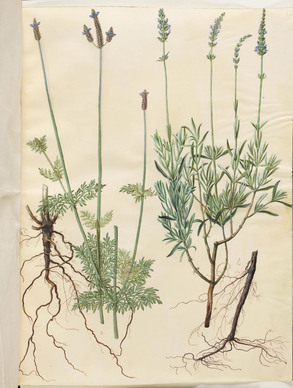 Lavandula multifida (aks-lavendel); Lavandula angustifolia (ægte lavendel) af Hans Simon Holtzbecker