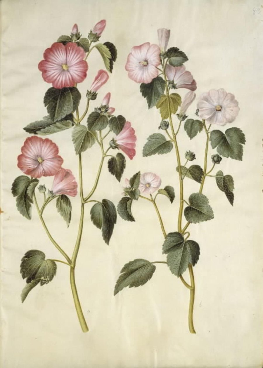 Lavatera trimestris (mamelukærme) af Hans Simon Holtzbecker
