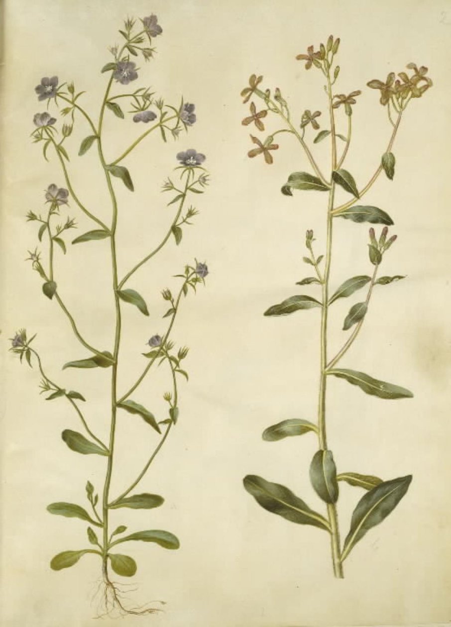 Legousia Venus-spejl (ægte venuspejl); trist hesperis (natviol) af Hans Simon Holtzbecker
