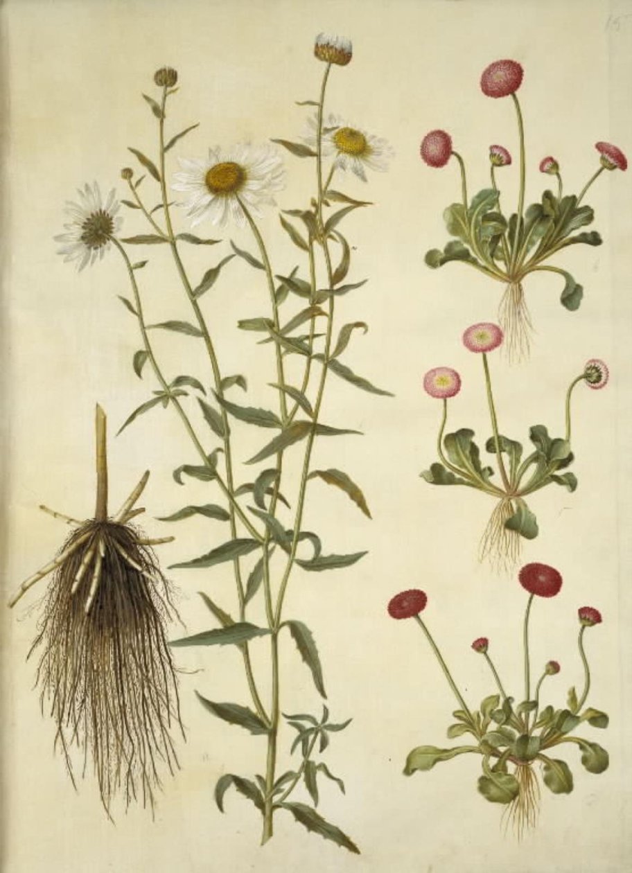Leucanthemum vulgare (hvid okseøje); Bellis perennis (almindelig tusindfryd) af Hans Simon Holtzbecker