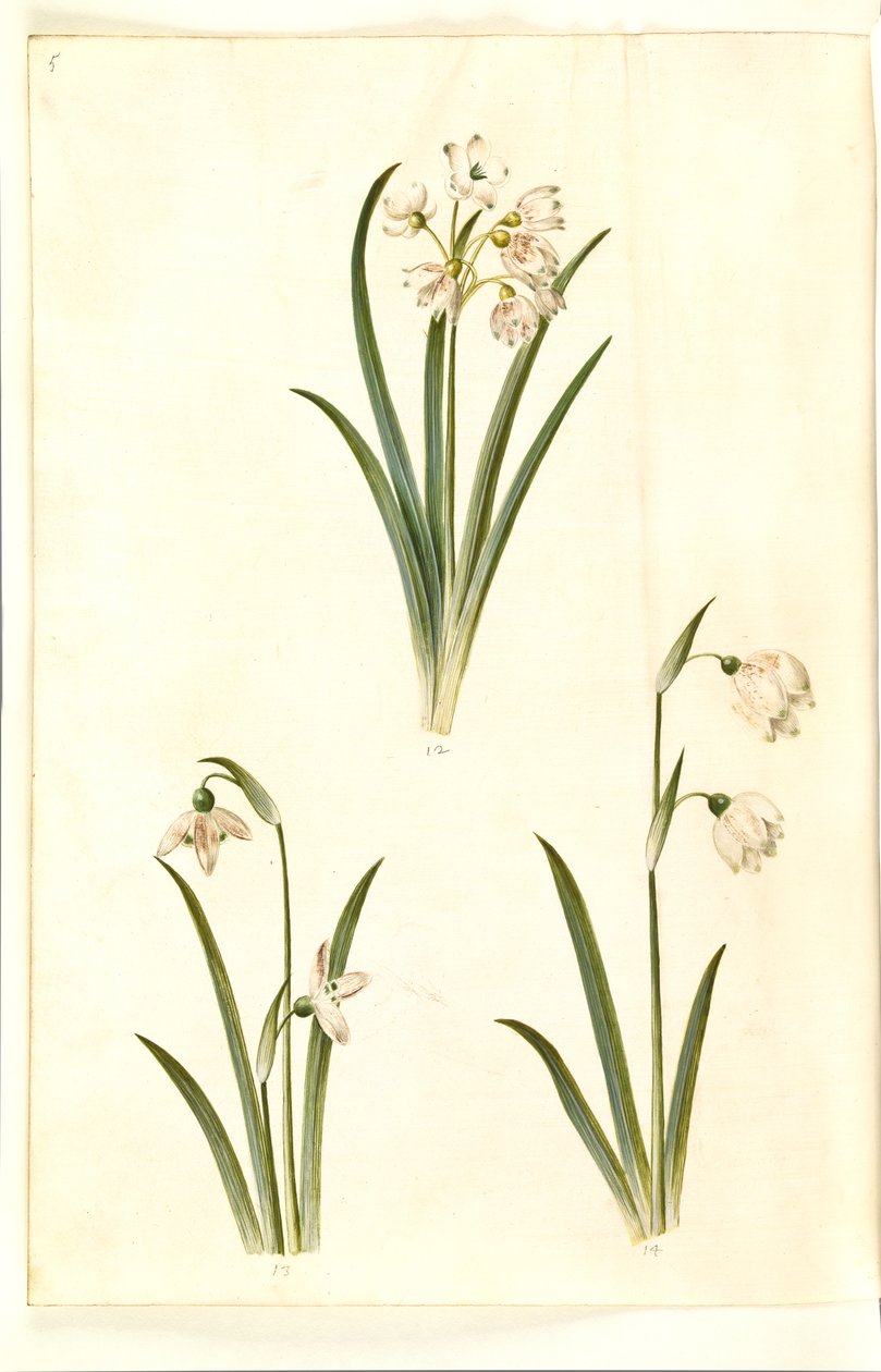 Leucojum aestivum (sommer-hvidblomme); Galanthus nivalis (almindelig vintergæk); Leucojum vernum (dorotealilje) af Hans Simon Holtzbecker