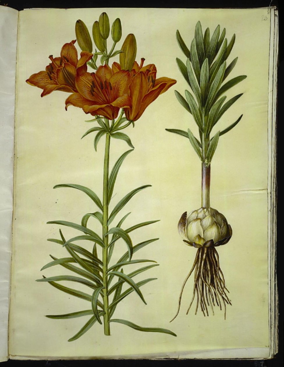 Lilium bulbiferum (brand-lilje) af Hans Simon Holtzbecker