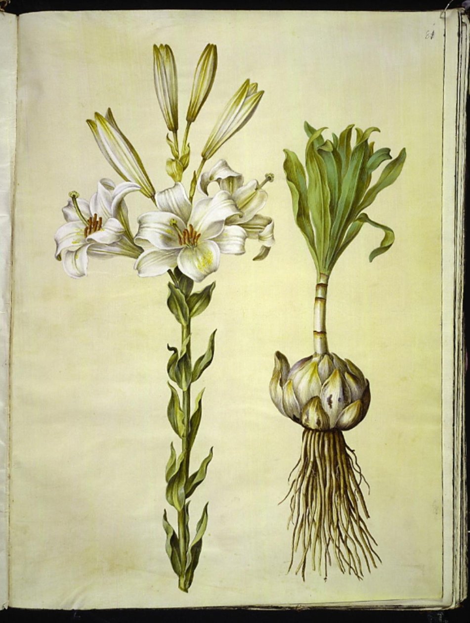 hvid lilje (madonna-lilje) af Hans Simon Holtzbecker
