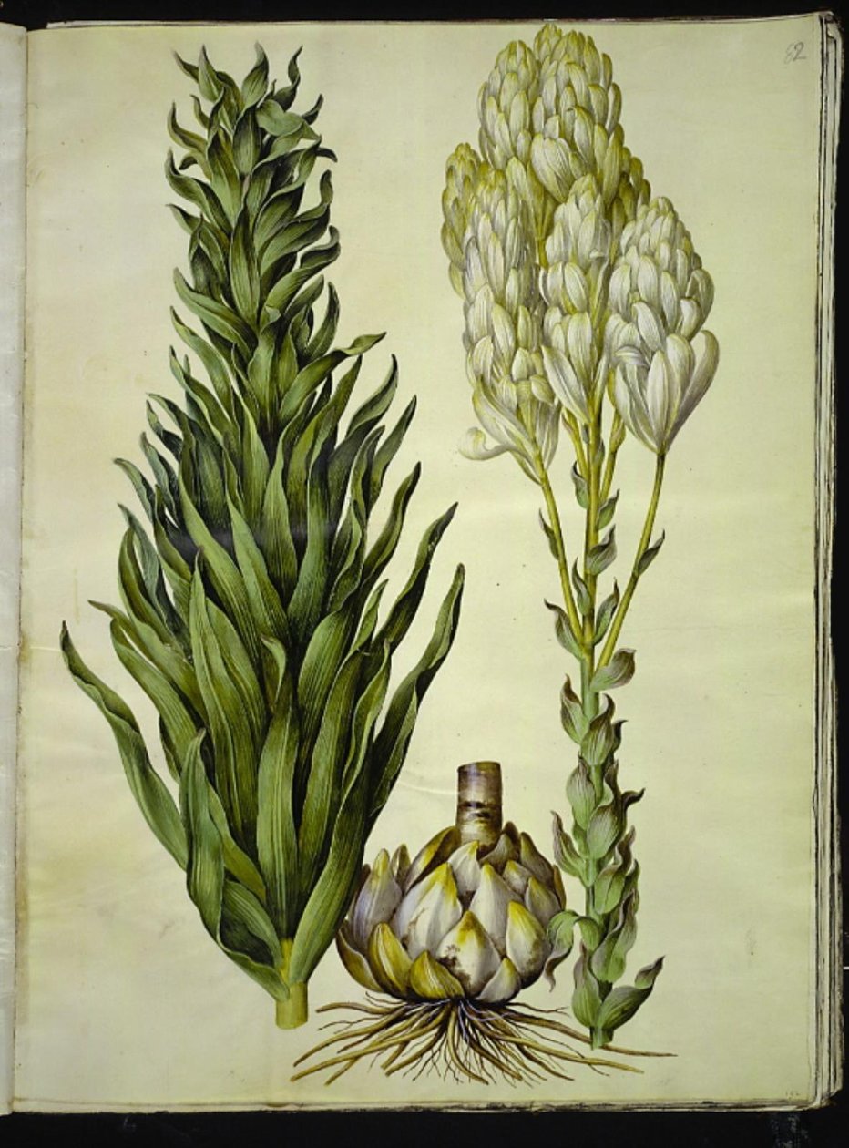 hvid lilje (madonna-lilje) af Hans Simon Holtzbecker
