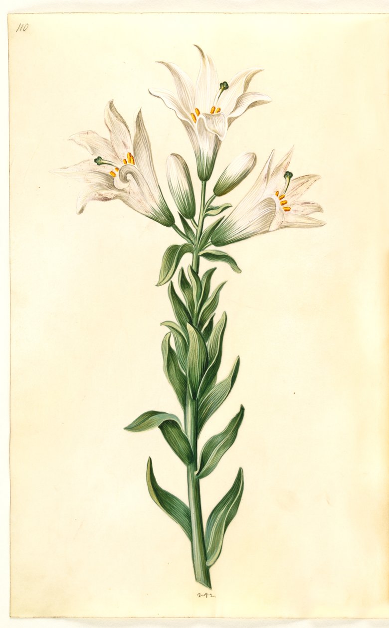 hvid lilje (madonna-lilje) af Hans Simon Holtzbecker